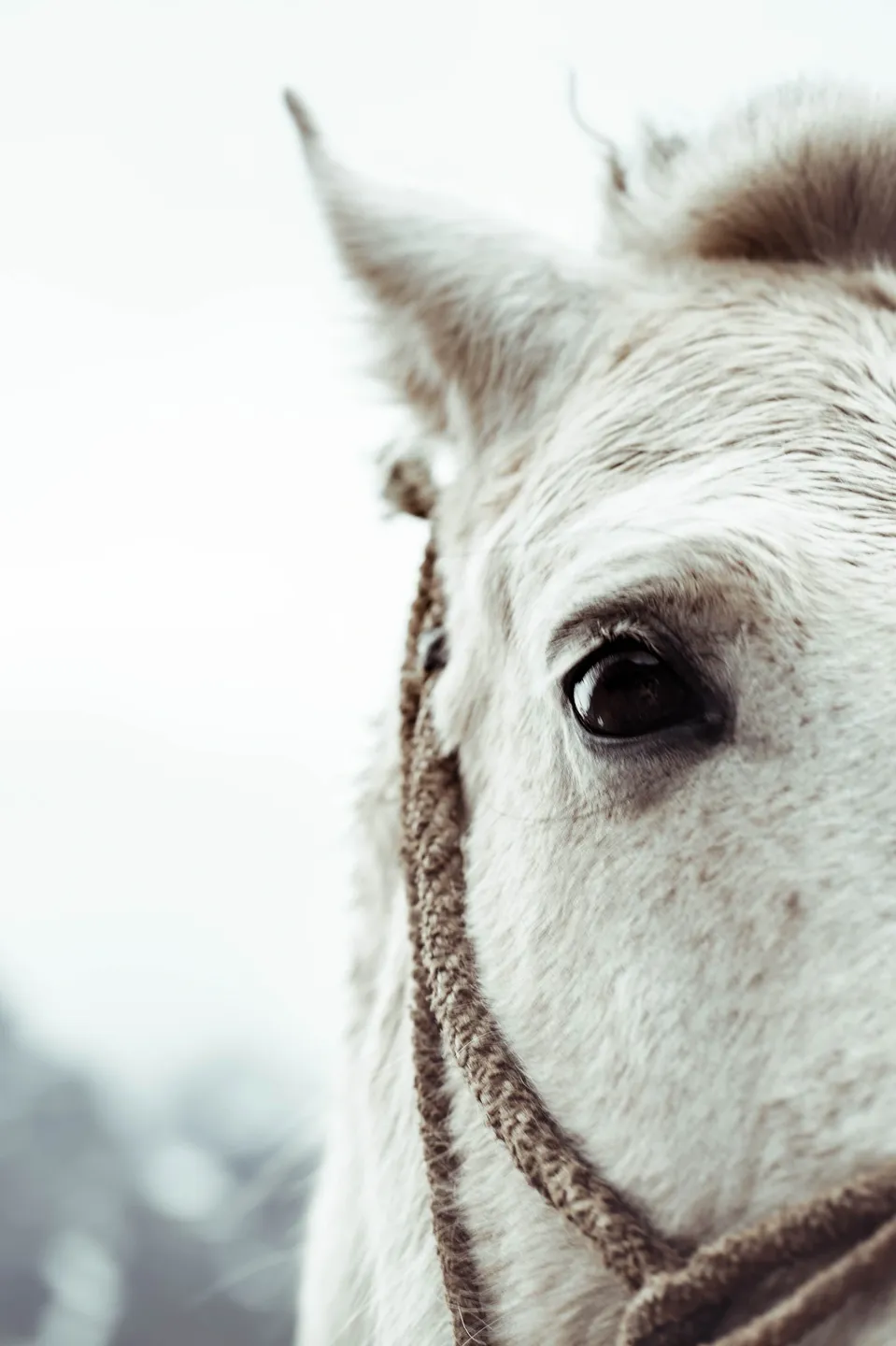 A close up of the eye of a horse