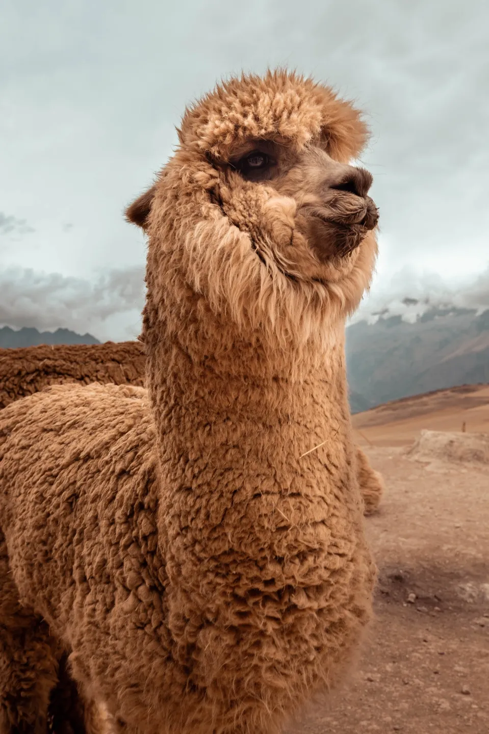 A brown llama standing on top of a hill.