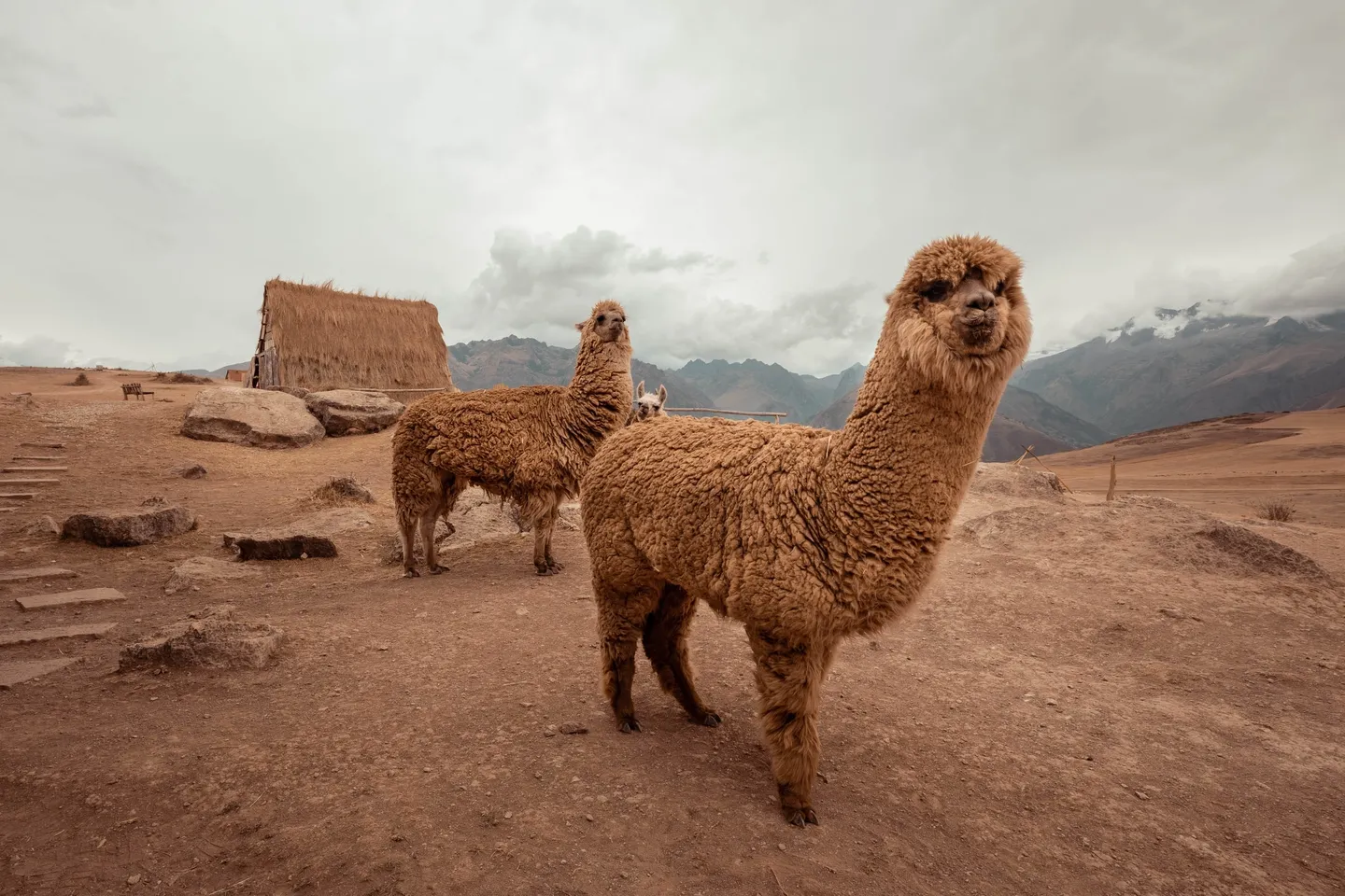 Two alpacas standing in a dirt field with mountains behind them.