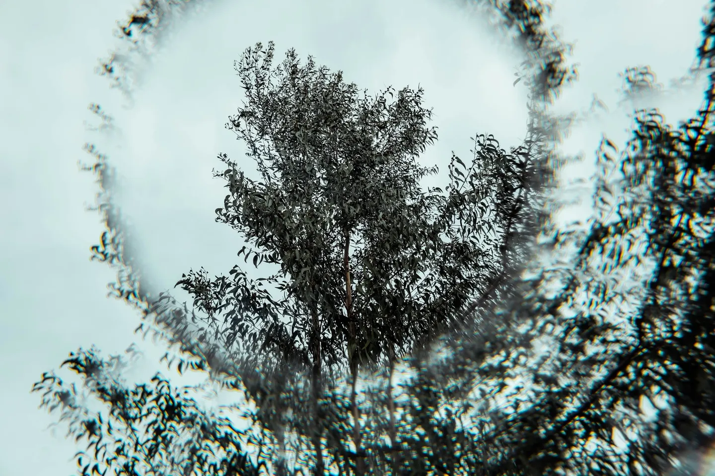 A tree is seen through the glass of a camera.