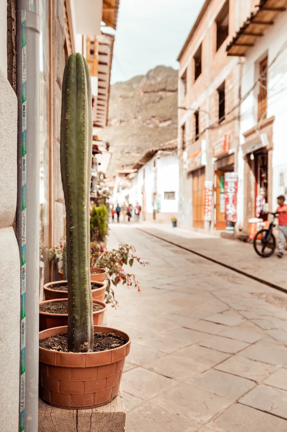 A street with many plants and people walking on it