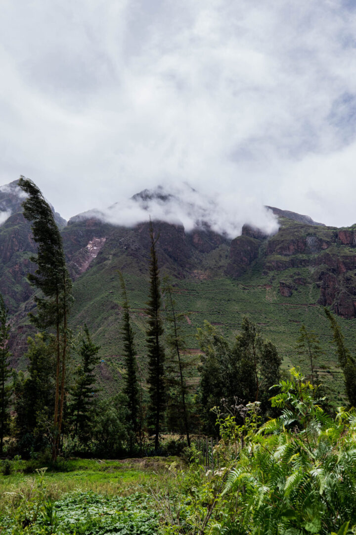 A view of some trees and mountains in the distance.