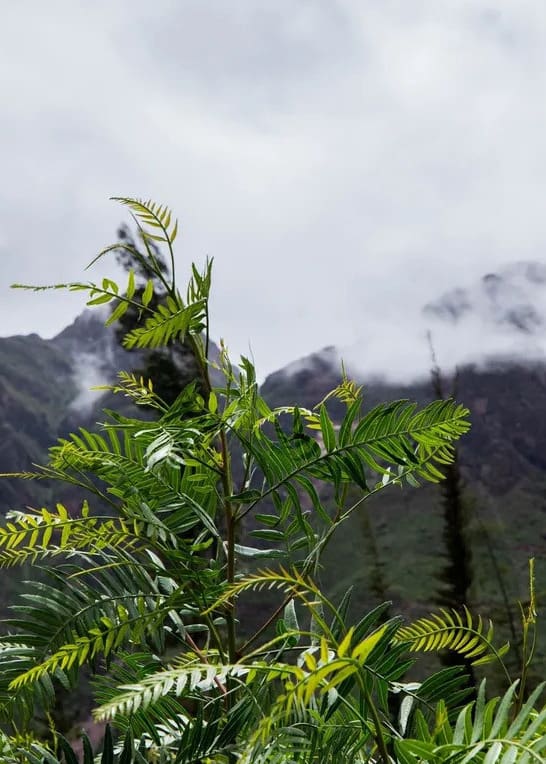 A fern plant in front of some mountains